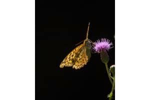 Schmetterling im Gegenlicht Schmetterling im Gegenlicht