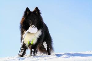 Spass im Schnee