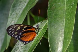 Heliconius hecale (Papiliorama Kerzers)