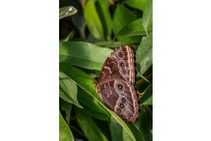 Caligo (Bananenfalter, Papiliorama Kerzers)