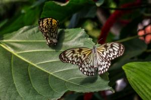 Idea leuconoe - Weisse Baumnymphe (Papiliorama Kerzers)