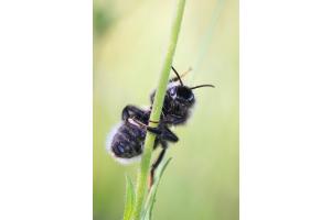 Kletter-Hummel