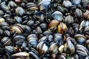 Muscheln