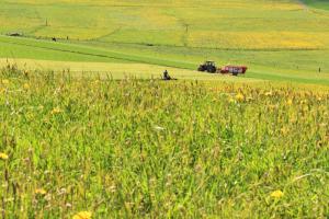 Landschaft in gelb