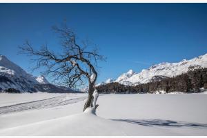 Segantinis Baum am Silsersee