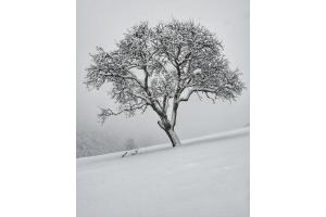Solothurn im Winter