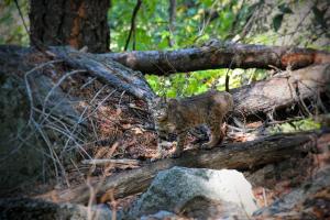 Yosemite Bobcat 