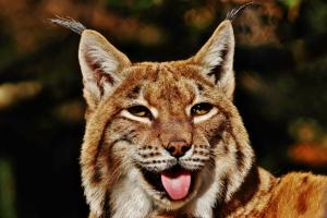 Luchs
