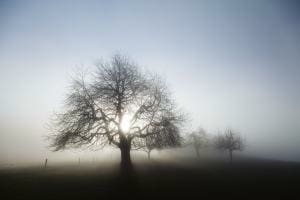 Apfelbäume im Nebel Apfelbäume im Nebel