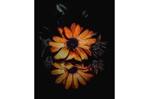 Flowermacro