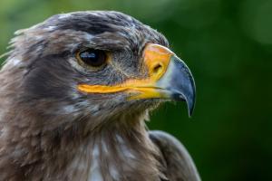 Eagle Eyes