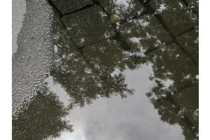 Spiegelung in einer Regenpfütze