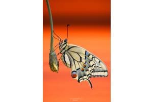 Schwalbenschwanz Schmetterling Schwalbenschwanz Schmetterling