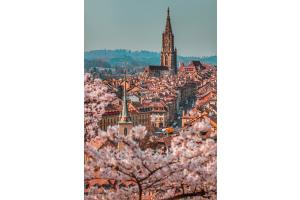 Kirschblütenzeit in Bern