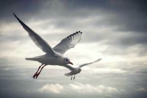 Im Flug