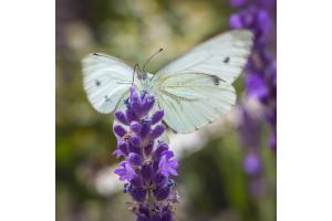 Schmetterling