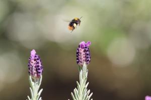 Ready for landing