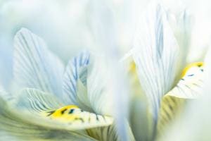 Iris Iris