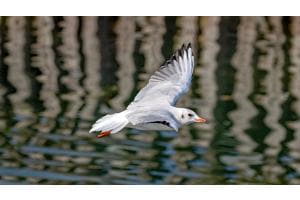 Möve im Flug vor spiegelndem Hintergrund