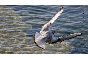 Möve im Flug Möve im Flug