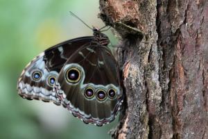 Papiliorama – Ausflug ins Schmetterlingshaus