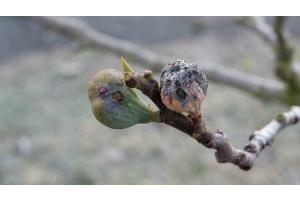 Feigenbaum