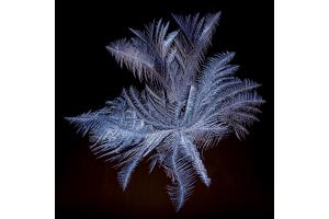 Eisblume 