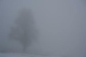Baum im Nebel Baum im Nebel