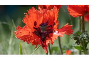 Türkischer Mohn