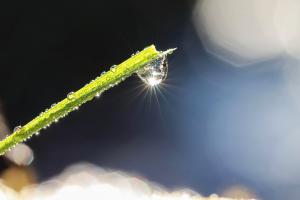 Lichterglanz im Tautropfen