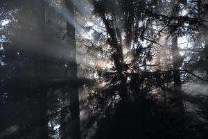 die Sonne durch den Nebel 