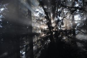 Wald