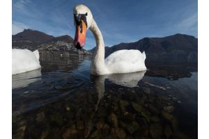 Schwan