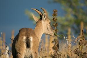 Steinbock