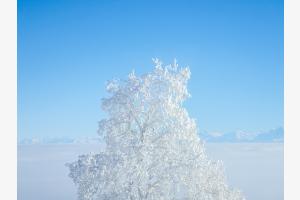 Winterbaum