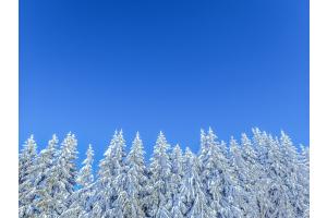 Winterwald Winterwald