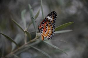 Schmetterlinge