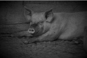 Schwein gehabt