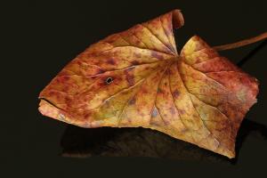 Fisch-Muster-Blatt
