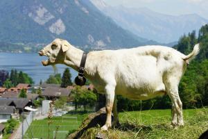 Meckernd Hochhinaus