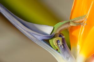 Tierisch guter Nektar (Strelitzie mit Goldstaubtaggecko)