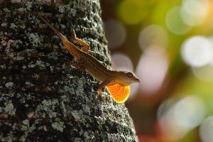 Braune Anolis mit Kehlfahne (Kauai) Braune Anolis mit Kehlfahne (Kauai)