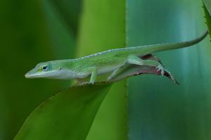 Grüne Anolis (Kauai / Hawaii)