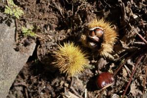 Im Kastanienwald oberhalb Ascona Im Kastanienwald oberhalb Ascona