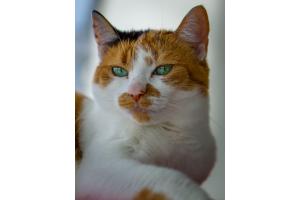 Katze