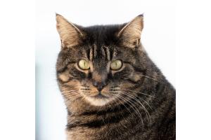 Katzenporträt