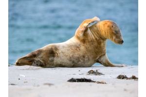 Kegelrobbe auf Helgoland's Düne