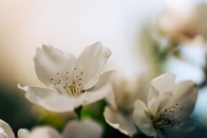 Kirschblüte Kirschblüte