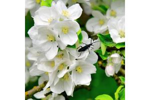Kirschblüten mit Käfer