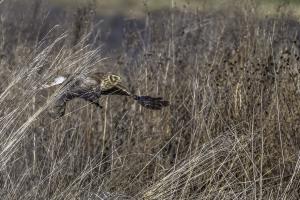 Kornweihenweibchen auf der Jagd